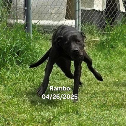 Rambo, a Adoptable mixed breed image 3/6