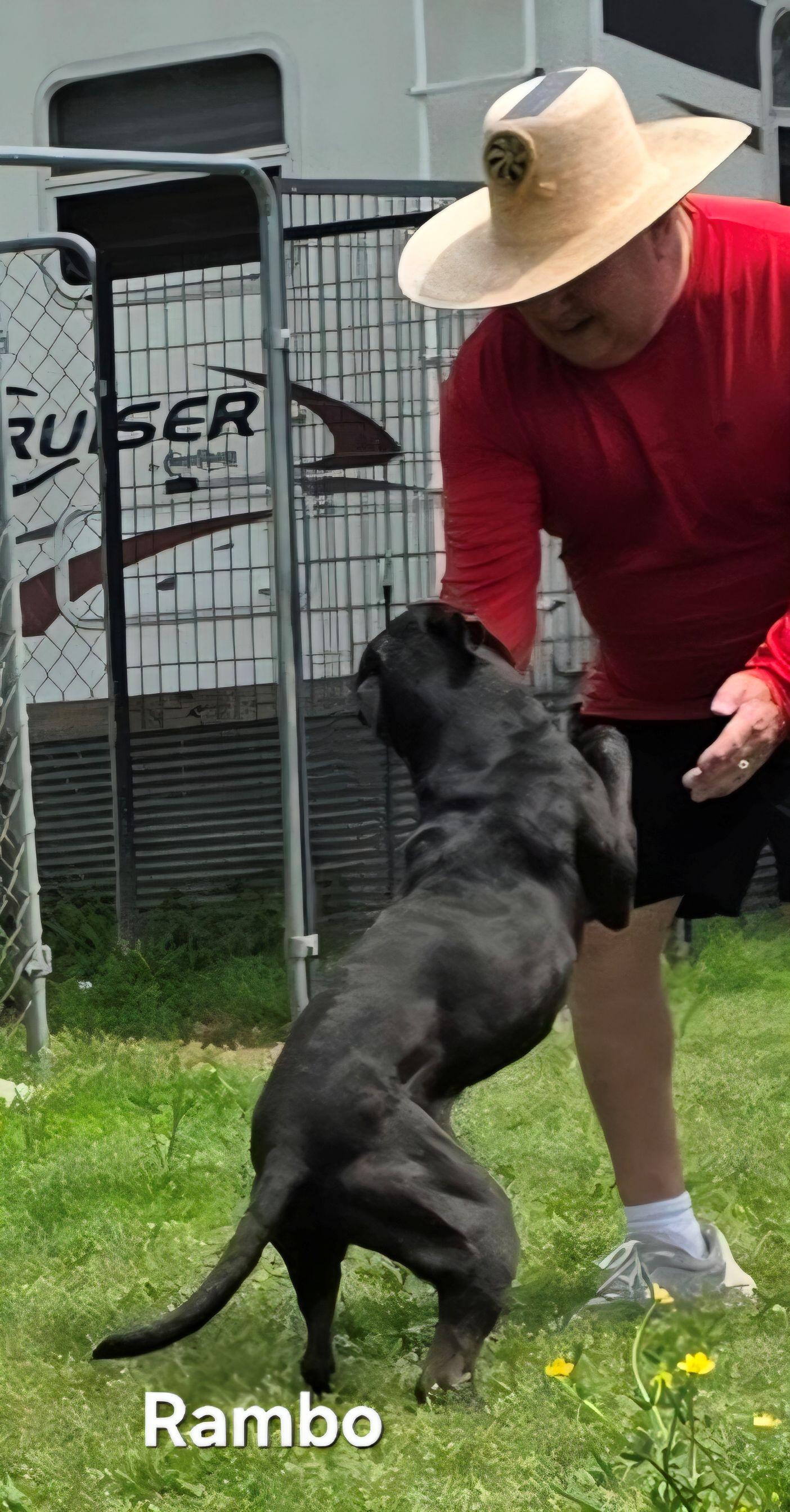 Rambo, a Adoptable mixed breed image 4/6