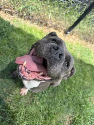 Enlarge Diamond (HW+), a Adoptable mixed breed in Conway, SC image 1/3