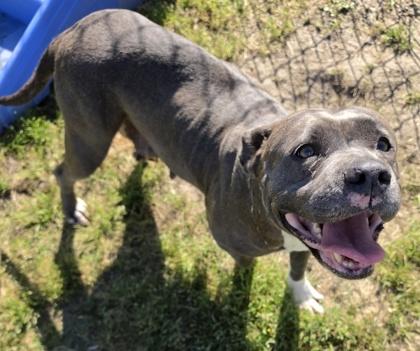 Diamond (HW+), Adoptable, Adult Female American Staffordshire Terrier & Mixed Breed.