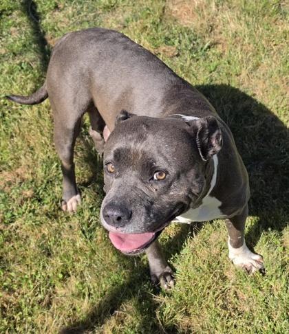 Diamond (HW+), a Adoptable mixed breed in Conway, SC image 2/3