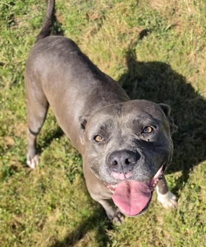 Diamond (HW+), a Adoptable mixed breed in Conway, SC image 3/3