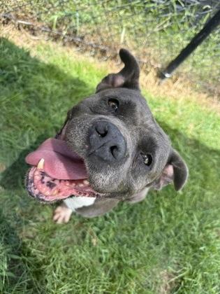 Enlarge Diamond (HW+), a Adoptable mixed breed in Conway, SC image 3/3