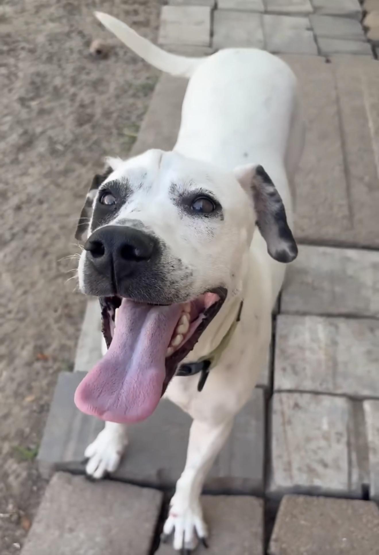 Enlarge NOVA, a Adoptable mixed breed in Albany, NY image 6/6