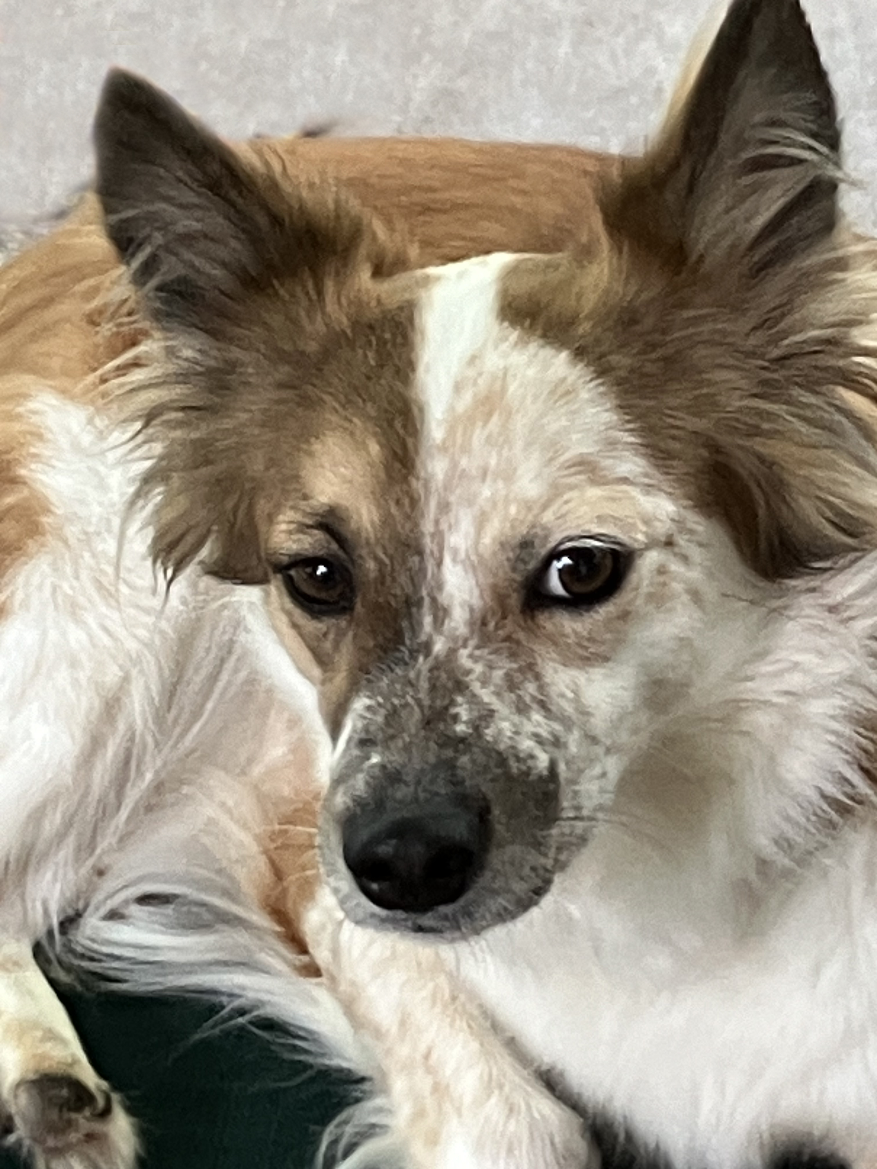 Enlarge Heiress, a Adopted mixed breed in Hainesport, NJ image 1/4