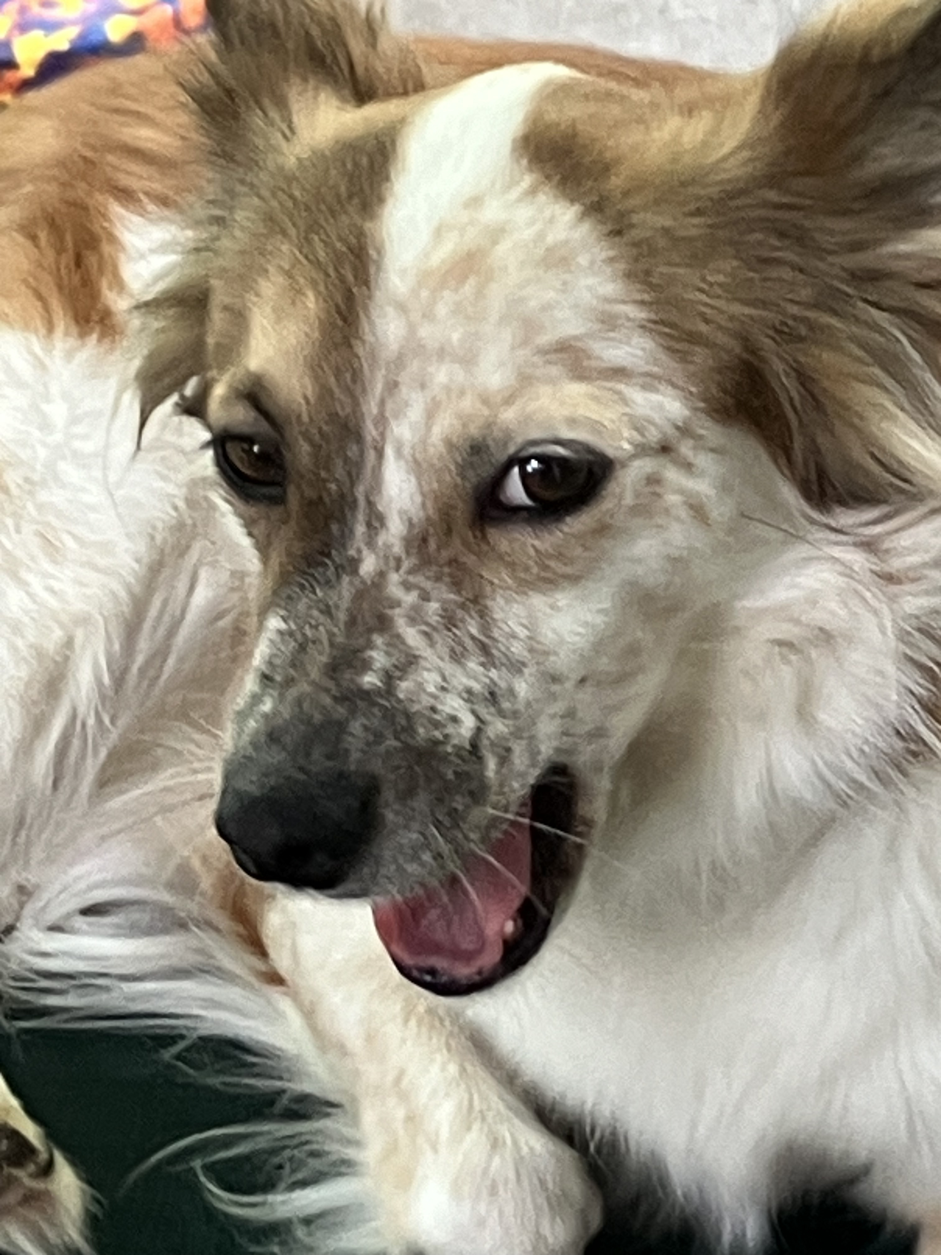 Enlarge Heiress, a Adopted mixed breed in Hainesport, NJ image 2/4