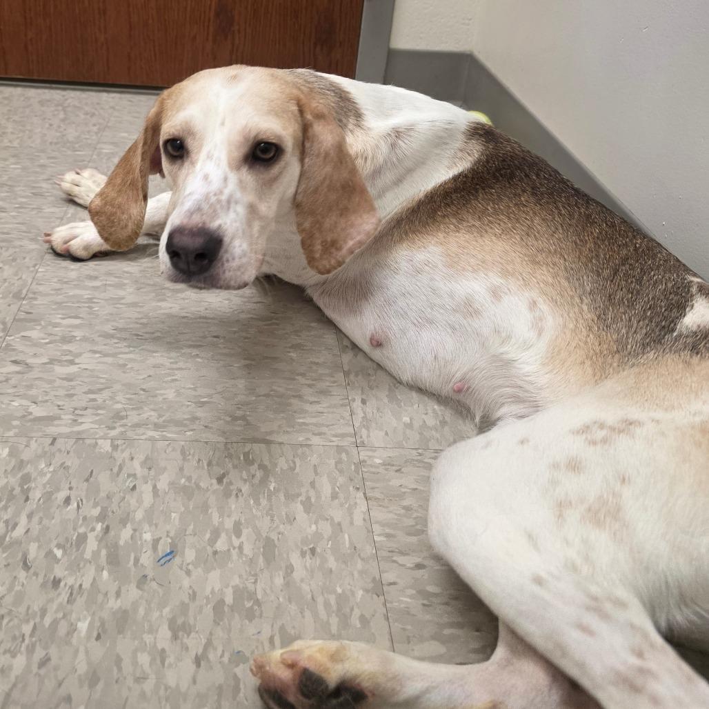 Daphne, Adoptable, Adult Female Hound.