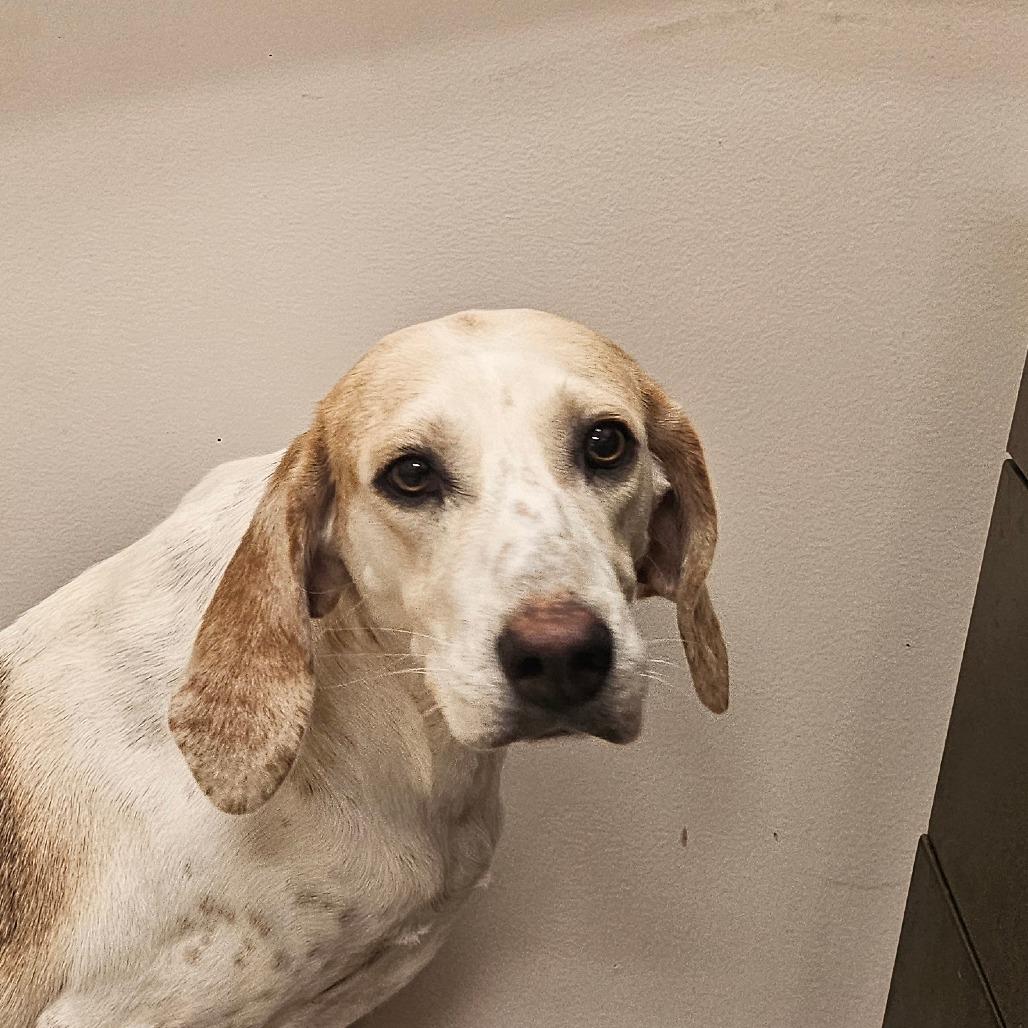 Enlarge Daphne, a Adoptable Hound in Chatham, VA image 1/1