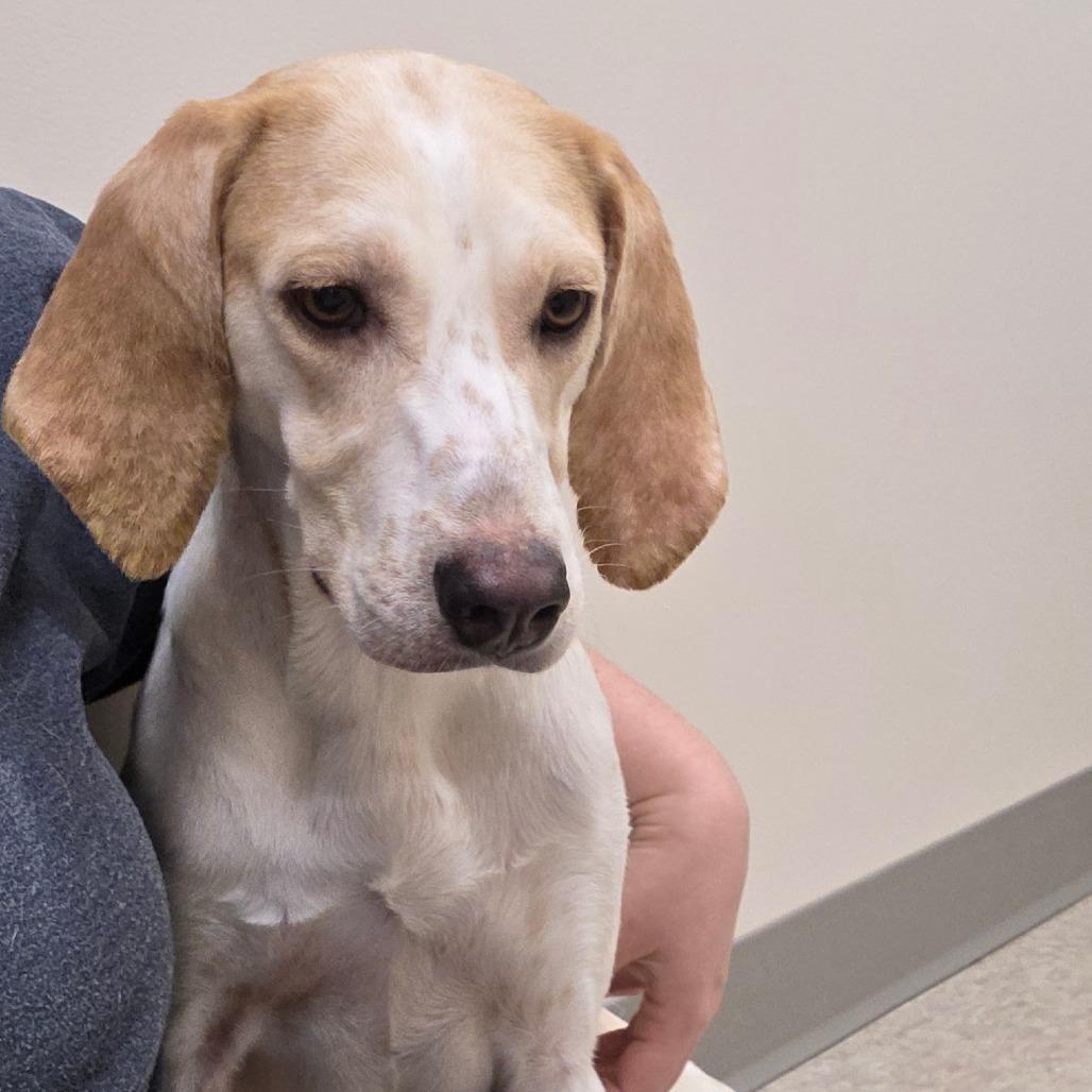 Enlarge Daphne, a Adoptable Hound in Chatham, VA image 2/5