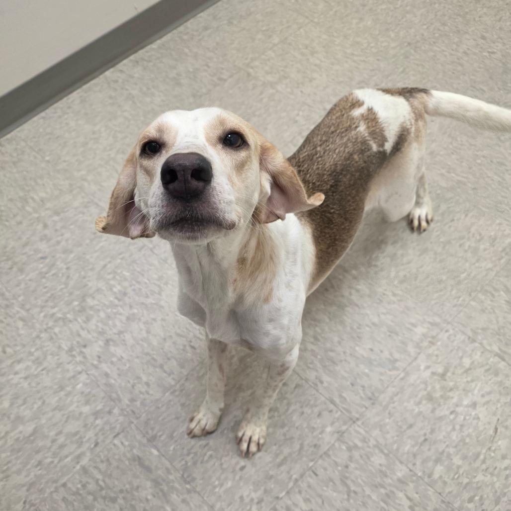 Enlarge Daphne, a Adoptable Hound in Chatham, VA image 3/5