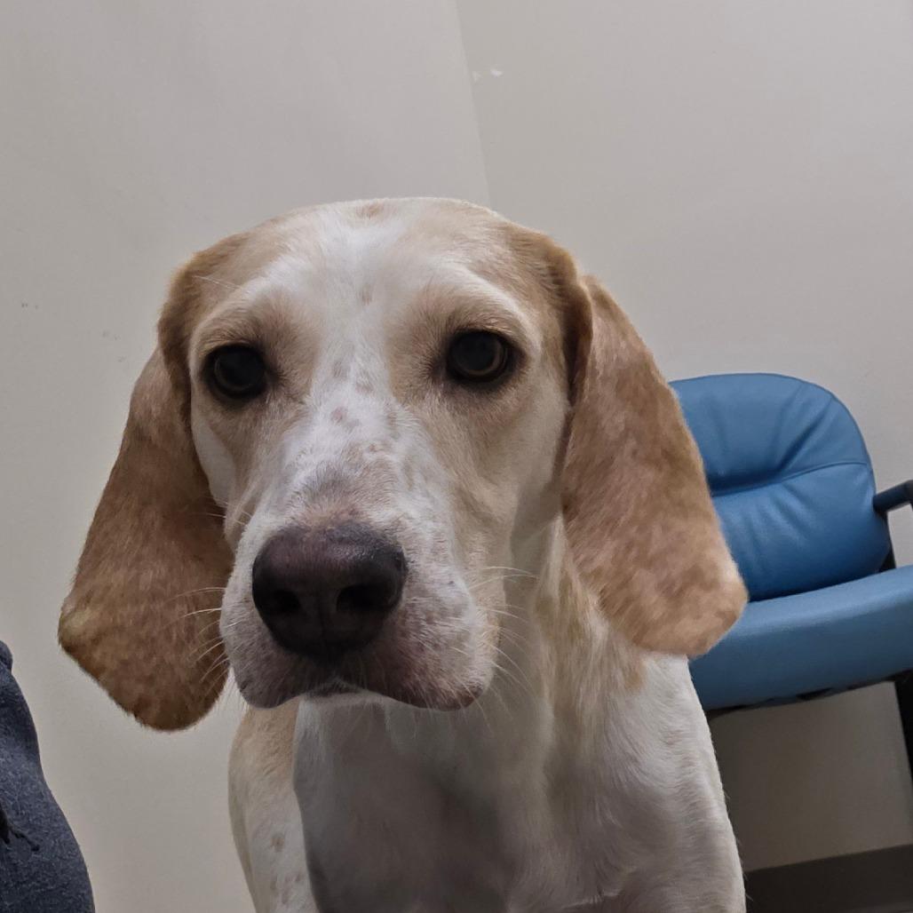 Enlarge Daphne, a Adoptable Hound in Chatham, VA image 4/5