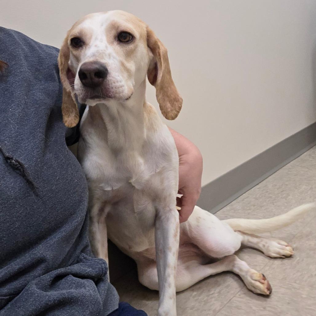 Enlarge Daphne, a Adoptable Hound in Chatham, VA image 5/5