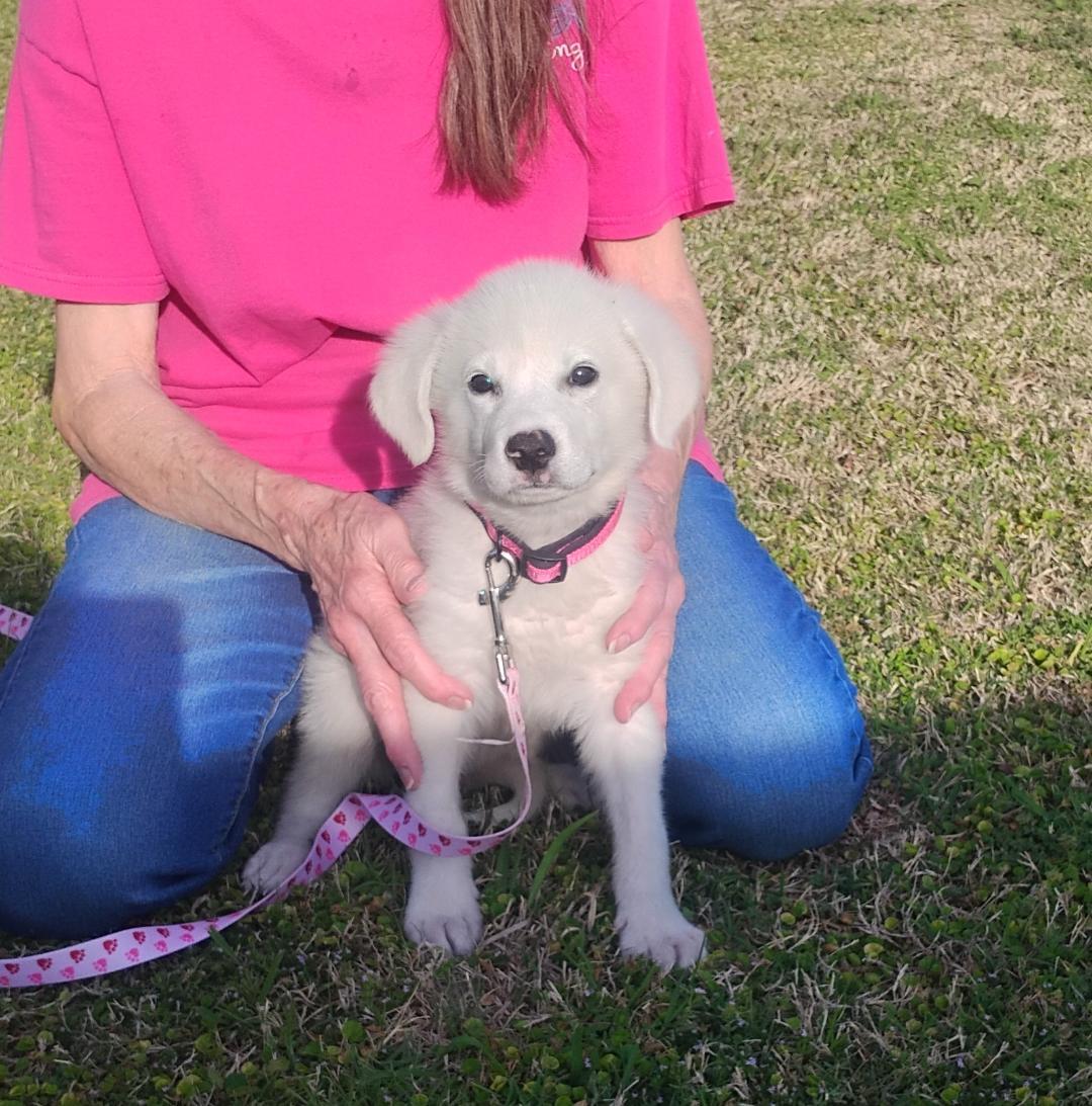 Lily, ADOPTABLE, Puppy Female Great Pyrenees.