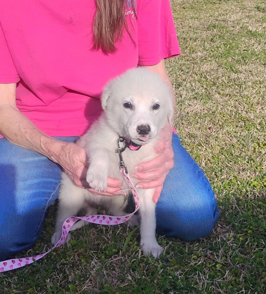 Enlarge Lily, a ADOPTABLE Great Pyrenees in Sulphur, OK image 3/4
