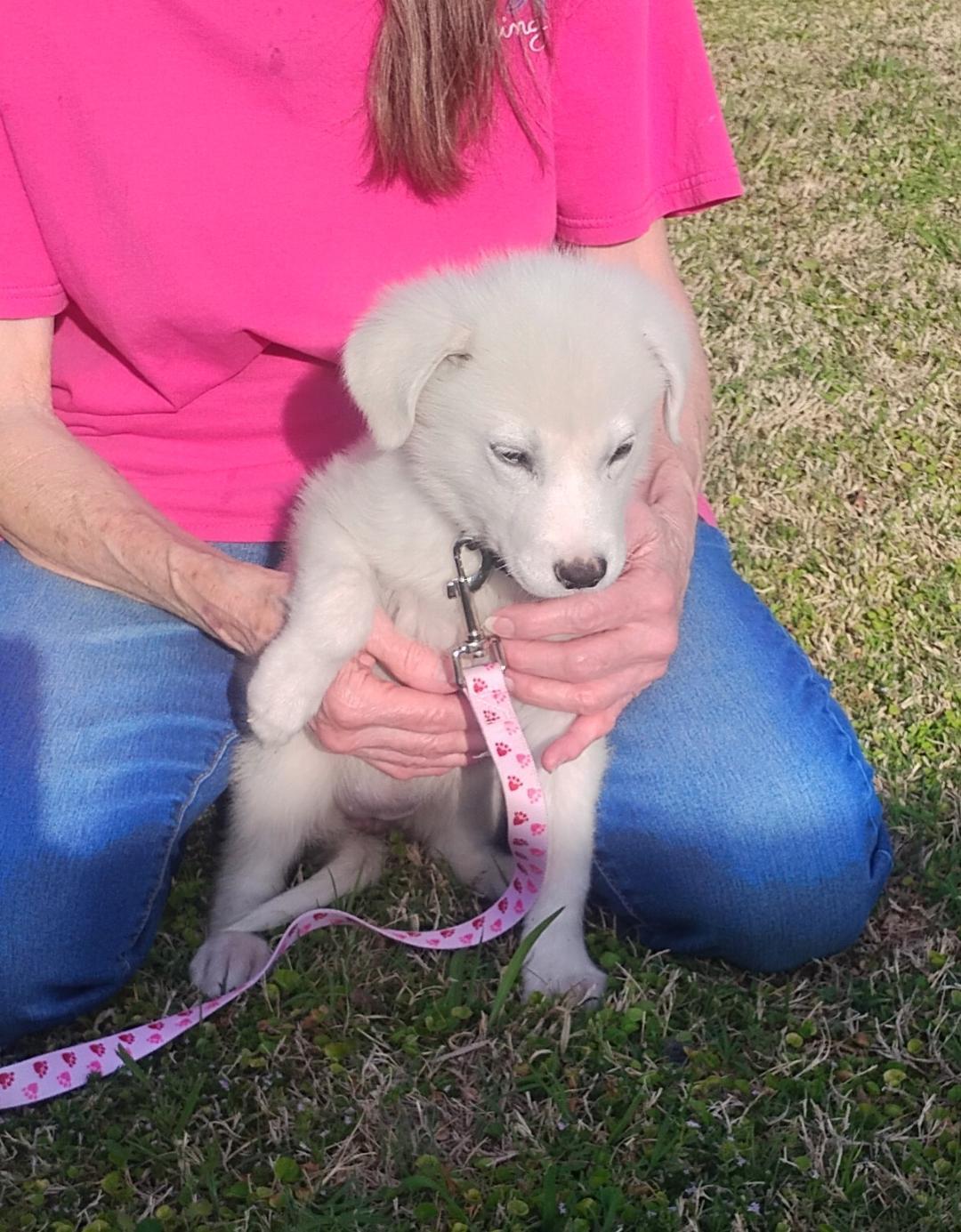 Enlarge Lily, a ADOPTABLE Great Pyrenees in Sulphur, OK image 4/4