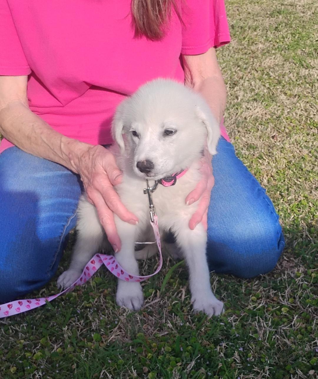 Enlarge Lily, a ADOPTABLE Great Pyrenees in Sulphur, OK image 2/4