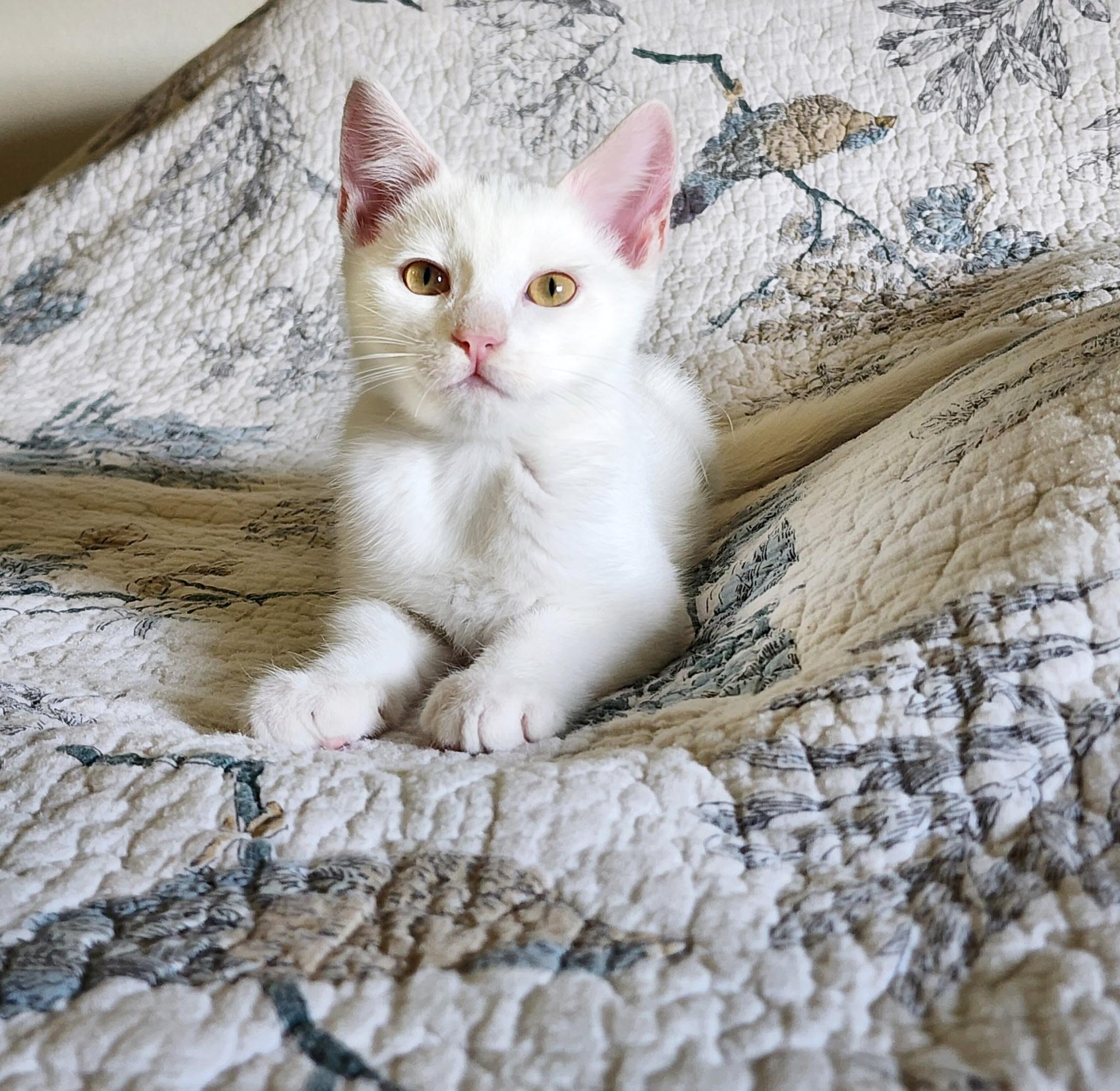 Dom, Baby Male Domestic Short Hair