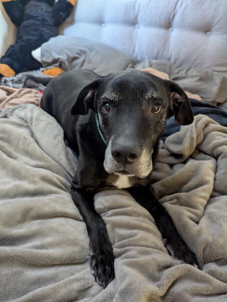 Enlarge Jax, a Adoptable mixed breed in Indianola, IA image 1/4