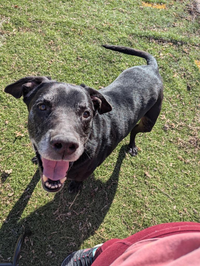 Enlarge Jax, a Adoptable mixed breed in Indianola, IA image 2/4