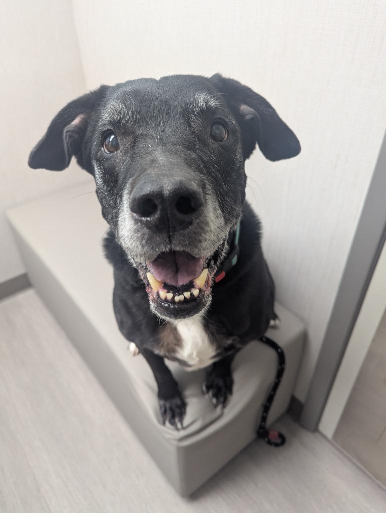 Enlarge Jax, a Adoptable mixed breed in Johnston, IA image 2/3