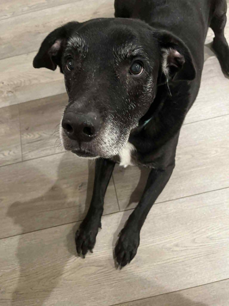 Enlarge Jax, a Adoptable mixed breed in Indianola, IA image 3/4