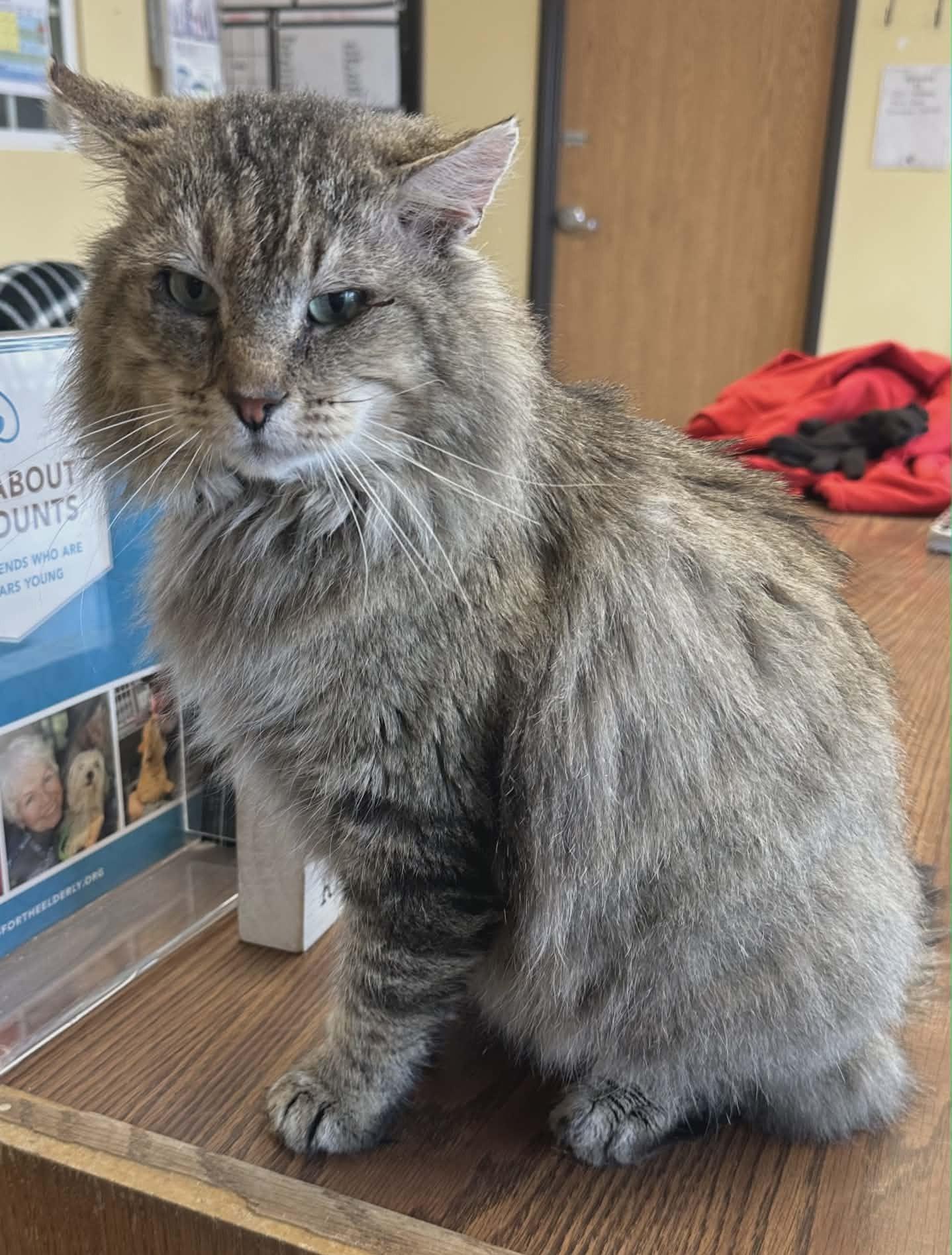 Enlarge Hoss, an adopted Domestic Long Hair in Larned, KS image 5/6