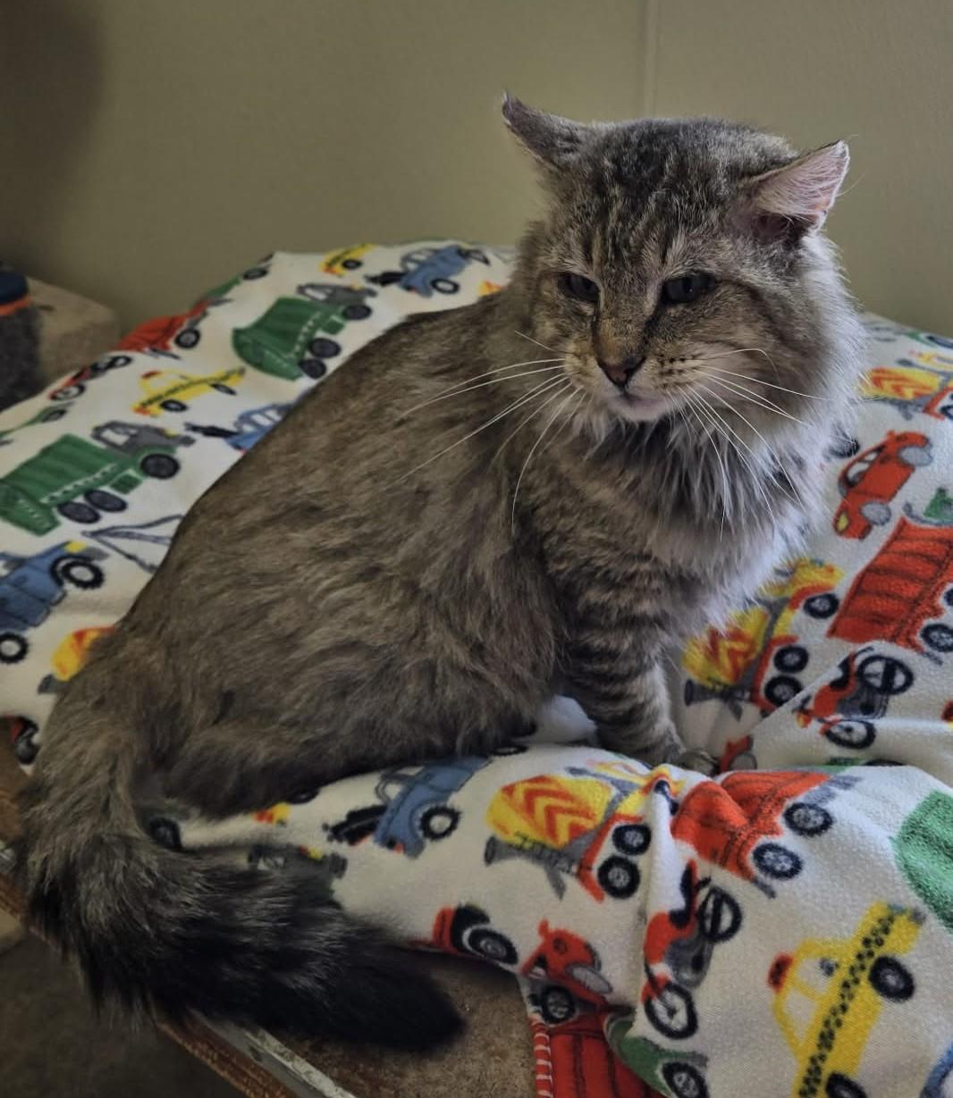 Enlarge Hoss, an adopted Domestic Long Hair in Larned, KS image 2/6