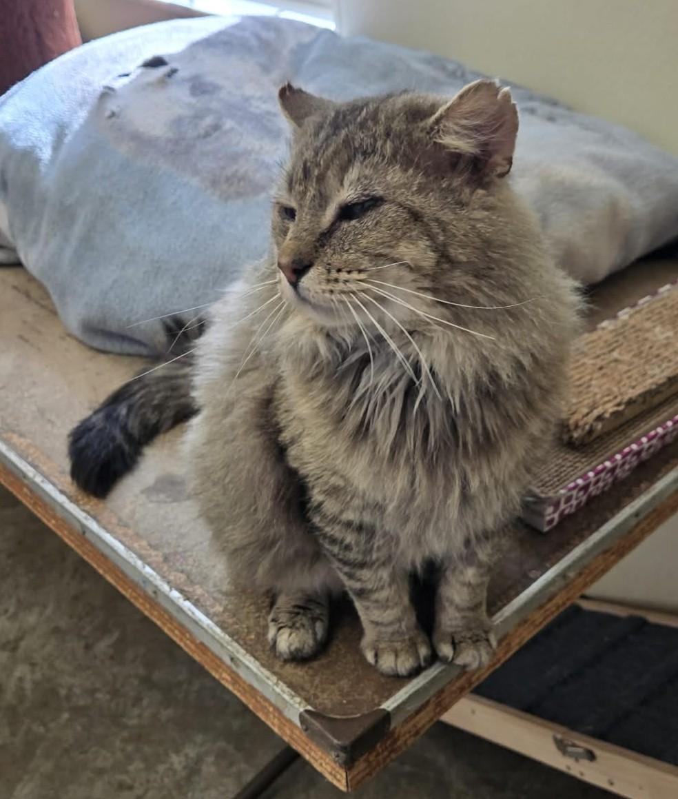 Hoss, adopted, Senior Male Domestic Long Hair.
