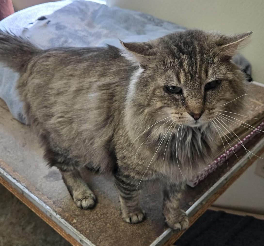 Enlarge Hoss, an adopted Domestic Long Hair in Larned, KS image 4/6
