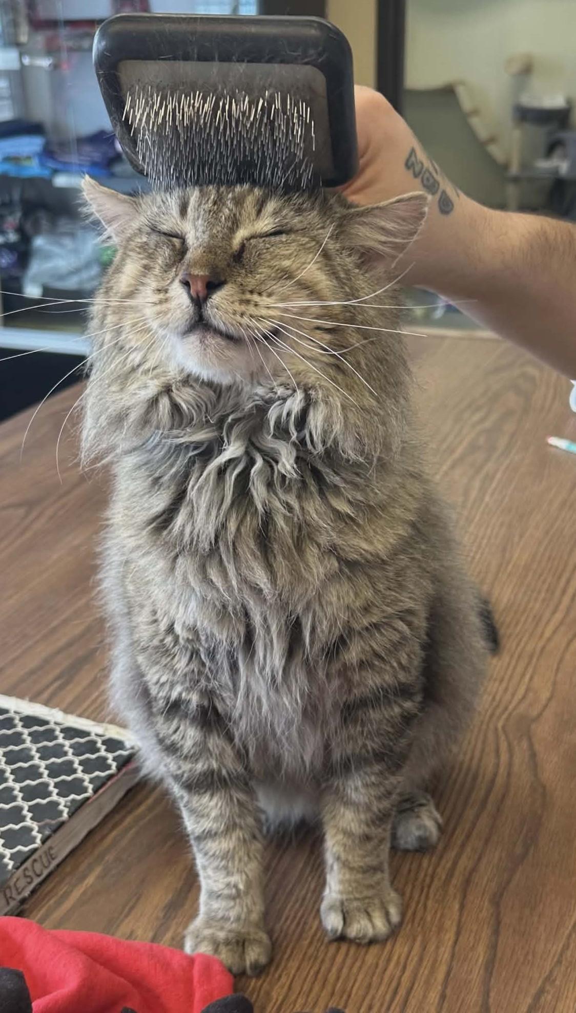 Enlarge Hoss, an adopted Domestic Long Hair in Larned, KS image 6/6