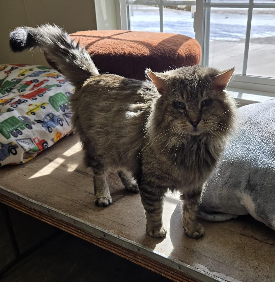 Enlarge Hoss, an adopted Domestic Long Hair in Larned, KS image 3/6