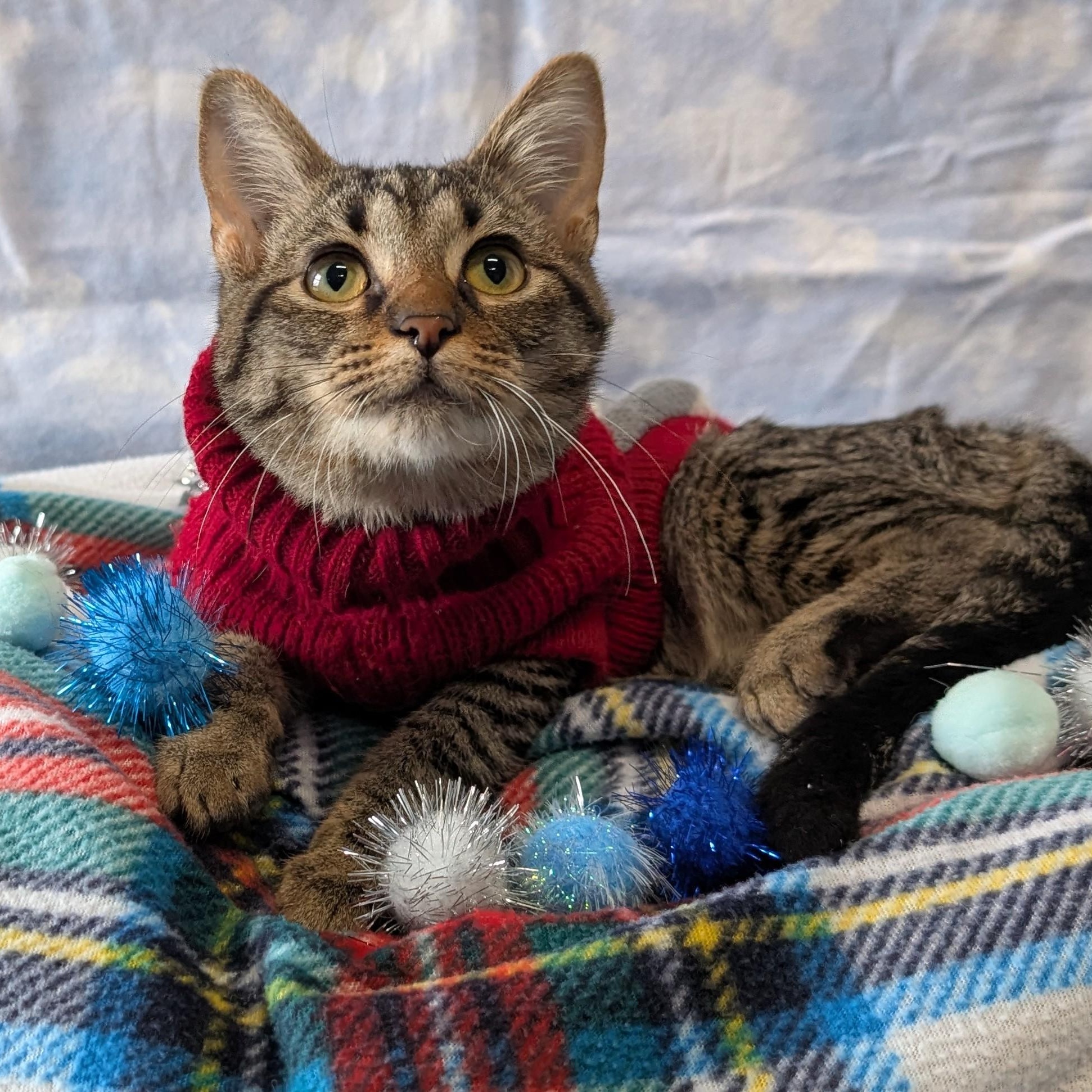 Doodad, ADOPTABLE, Young Male Domestic Short Hair.