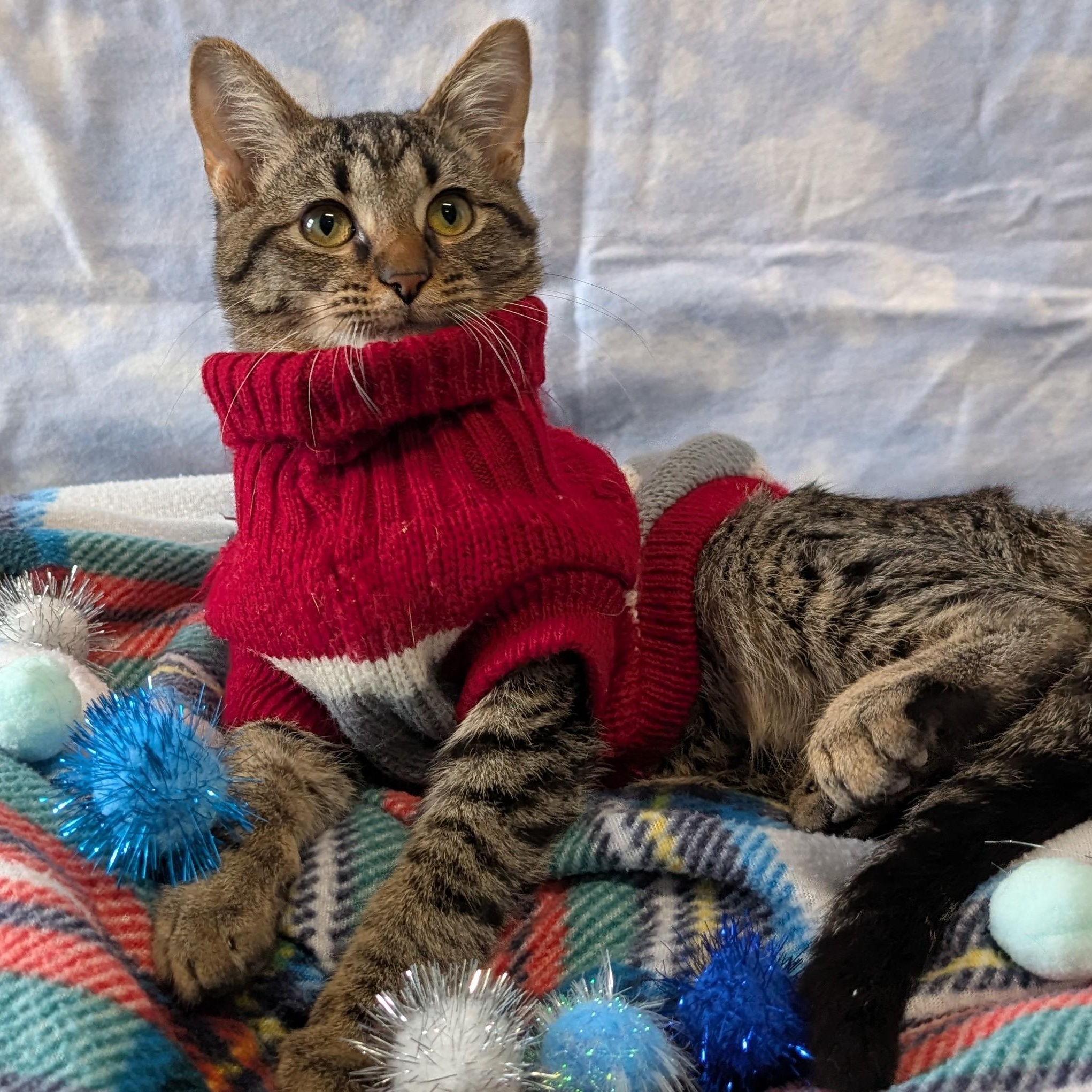 Enlarge Doodad, a ADOPTABLE Domestic Short Hair in Lowell, AR image 2/6