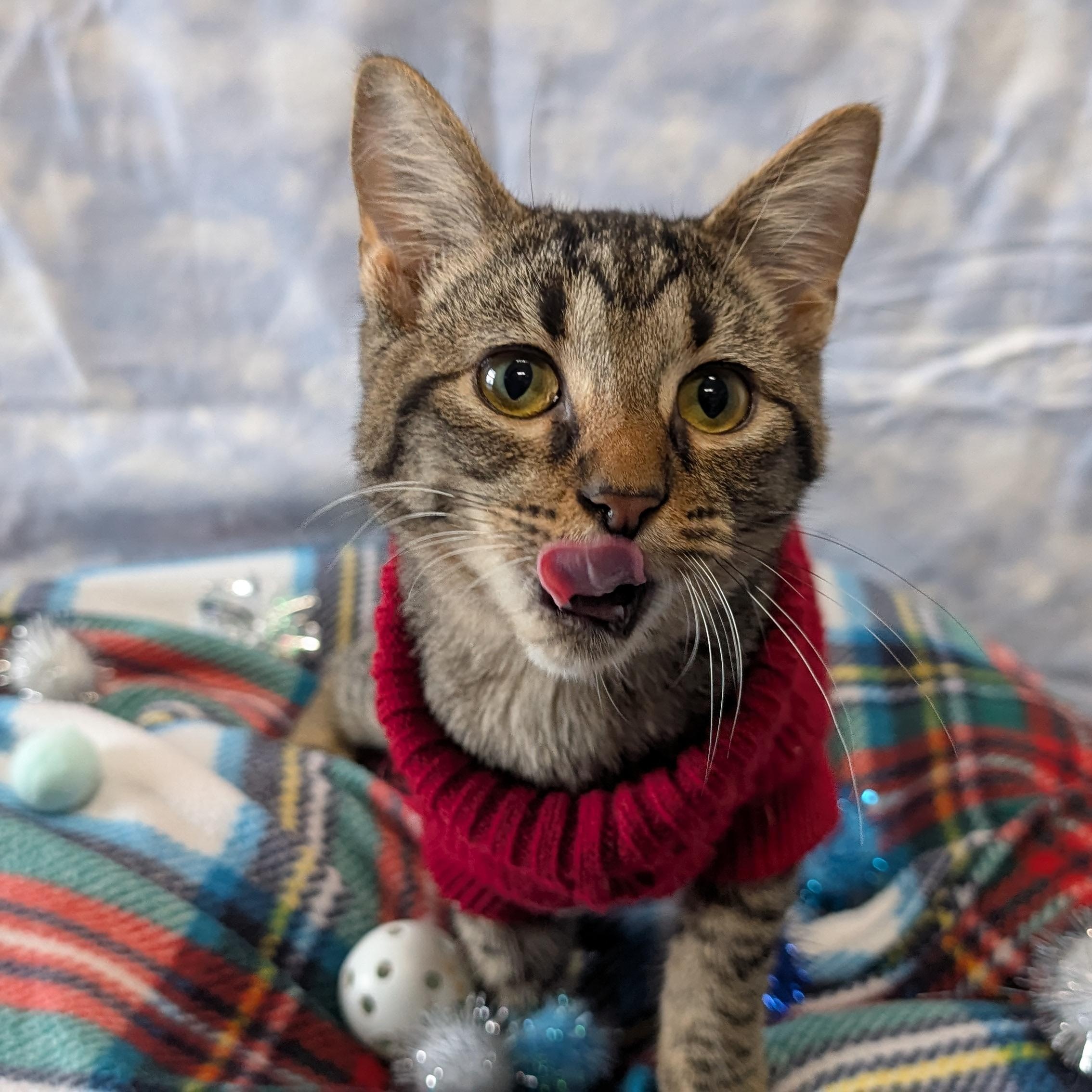 Enlarge Doodad, a ADOPTABLE Domestic Short Hair in Lowell, AR image 3/6