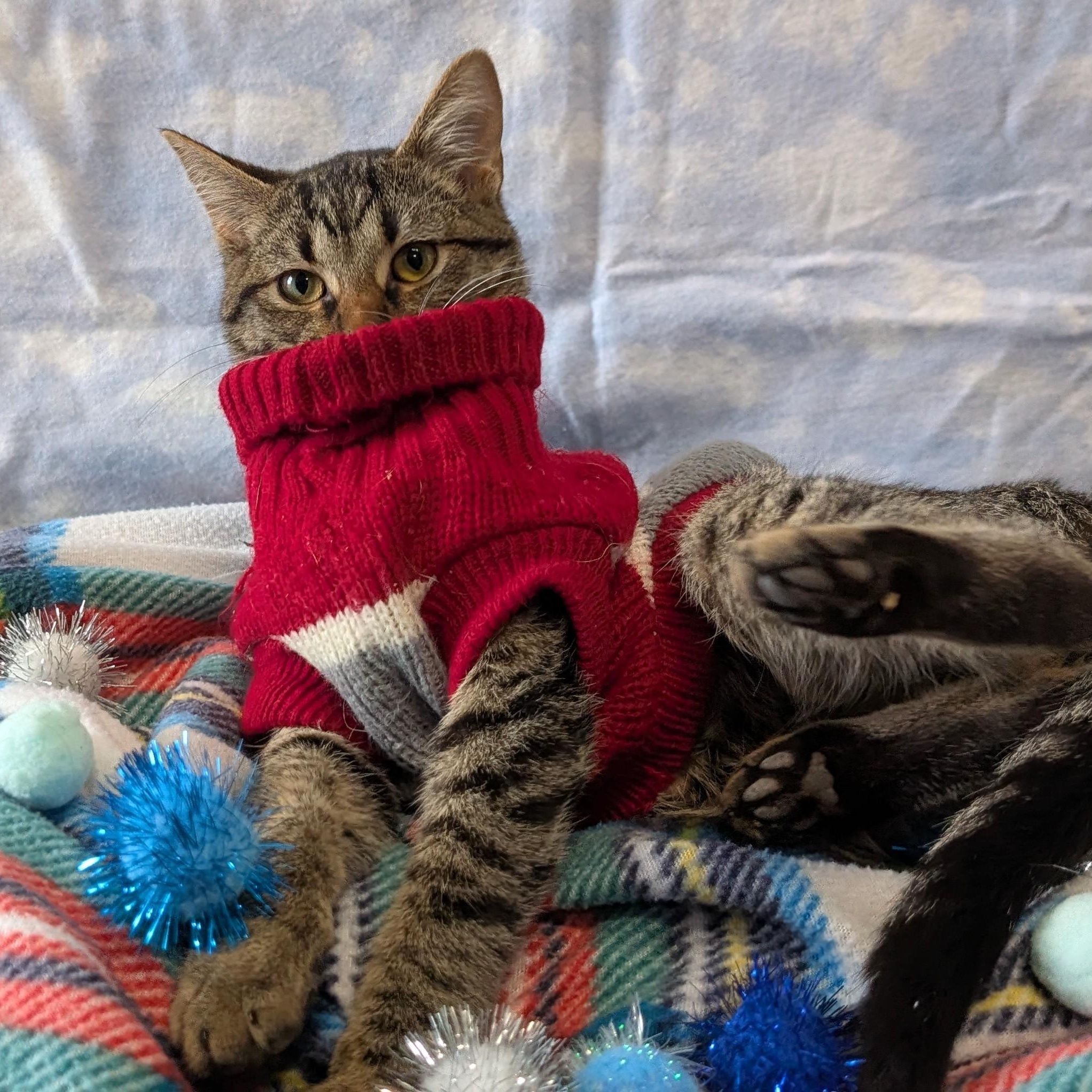 Enlarge Doodad, a ADOPTABLE Domestic Short Hair in Lowell, AR image 4/6