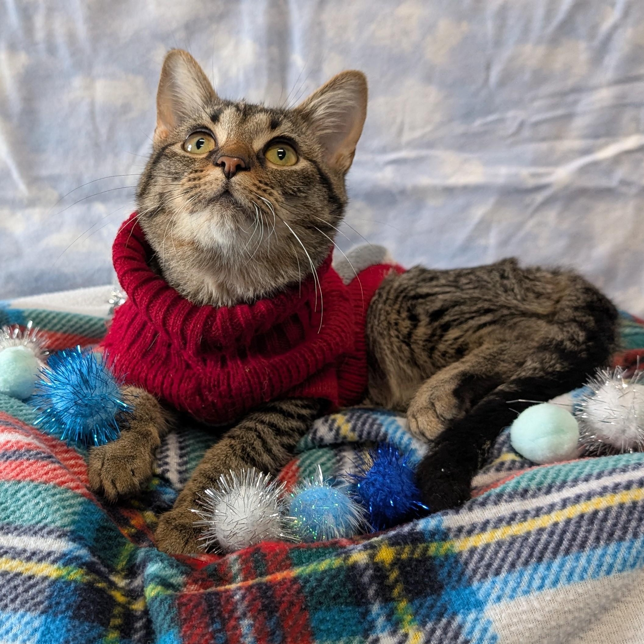 Enlarge Doodad, a ADOPTABLE Domestic Short Hair in Lowell, AR image 5/6