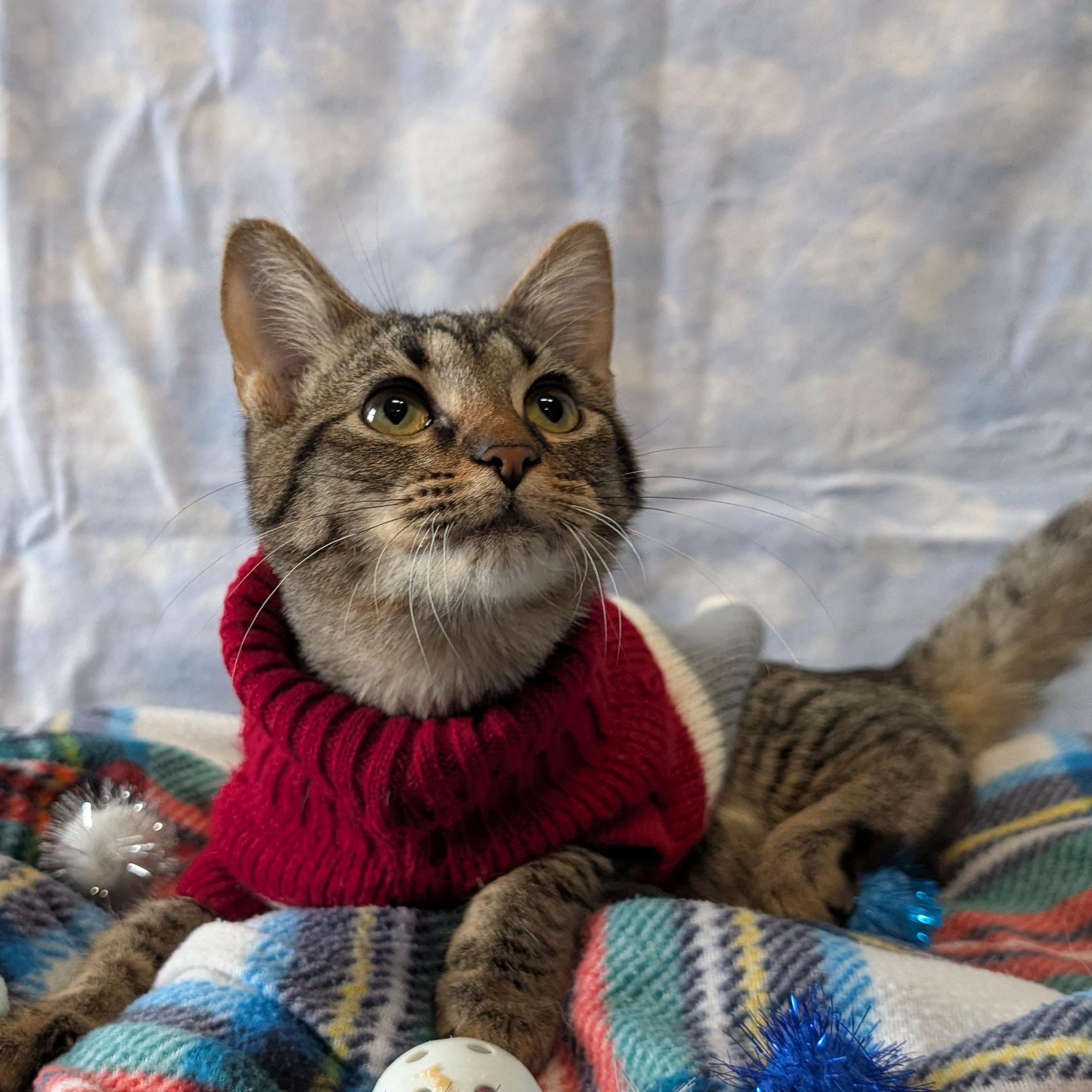 Enlarge Doodad, a ADOPTABLE Domestic Short Hair in Lowell, AR image 6/6