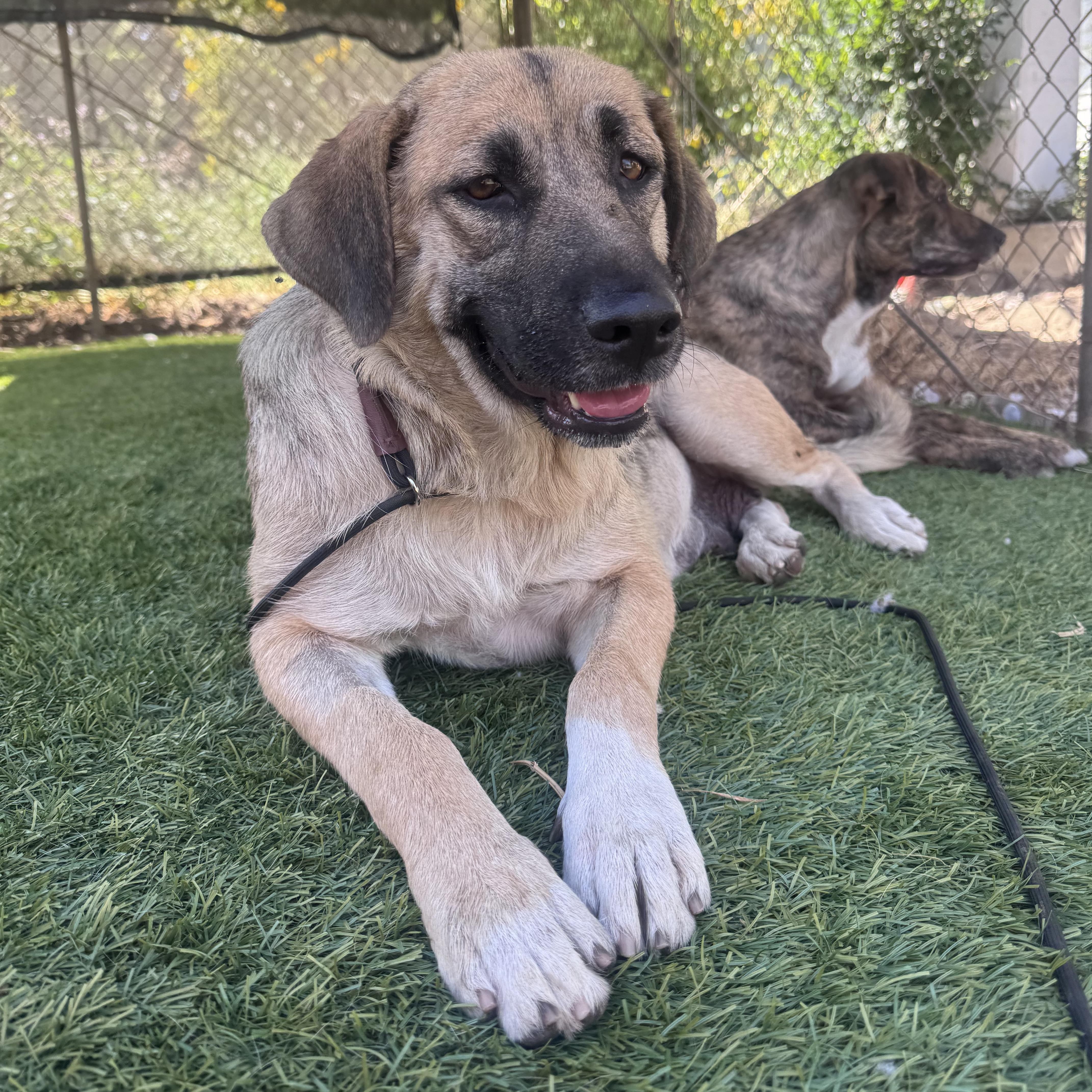 Honeybun, a Adoptable mixed breed in Whittier, CA image 1/2