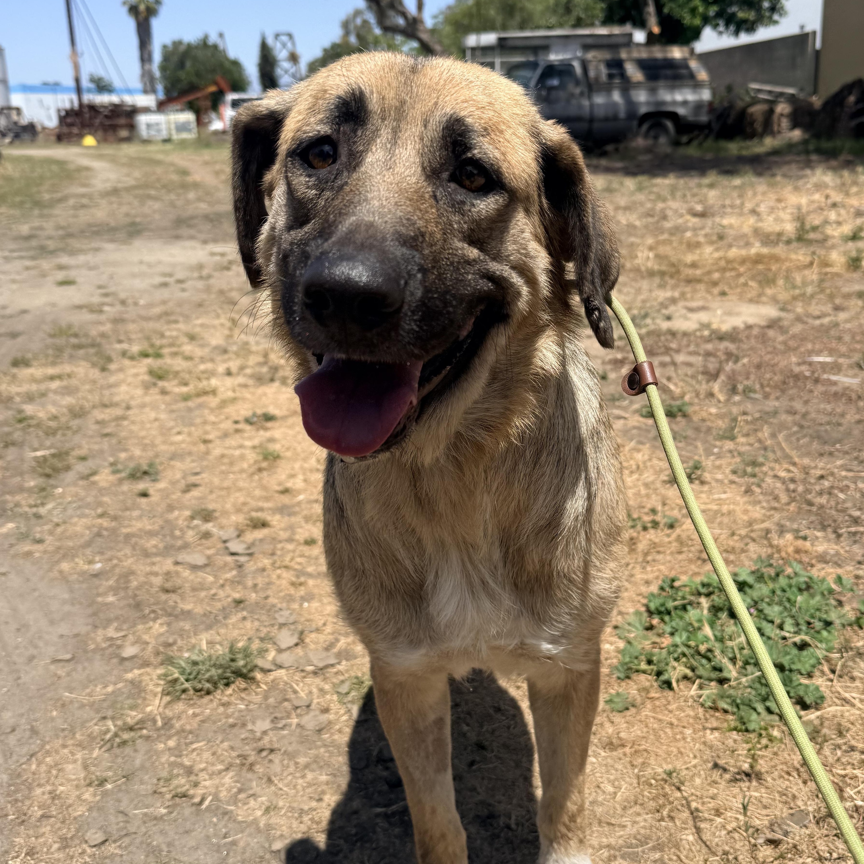 Honeybun, a Adoptable mixed breed in Whittier, CA image 2/2