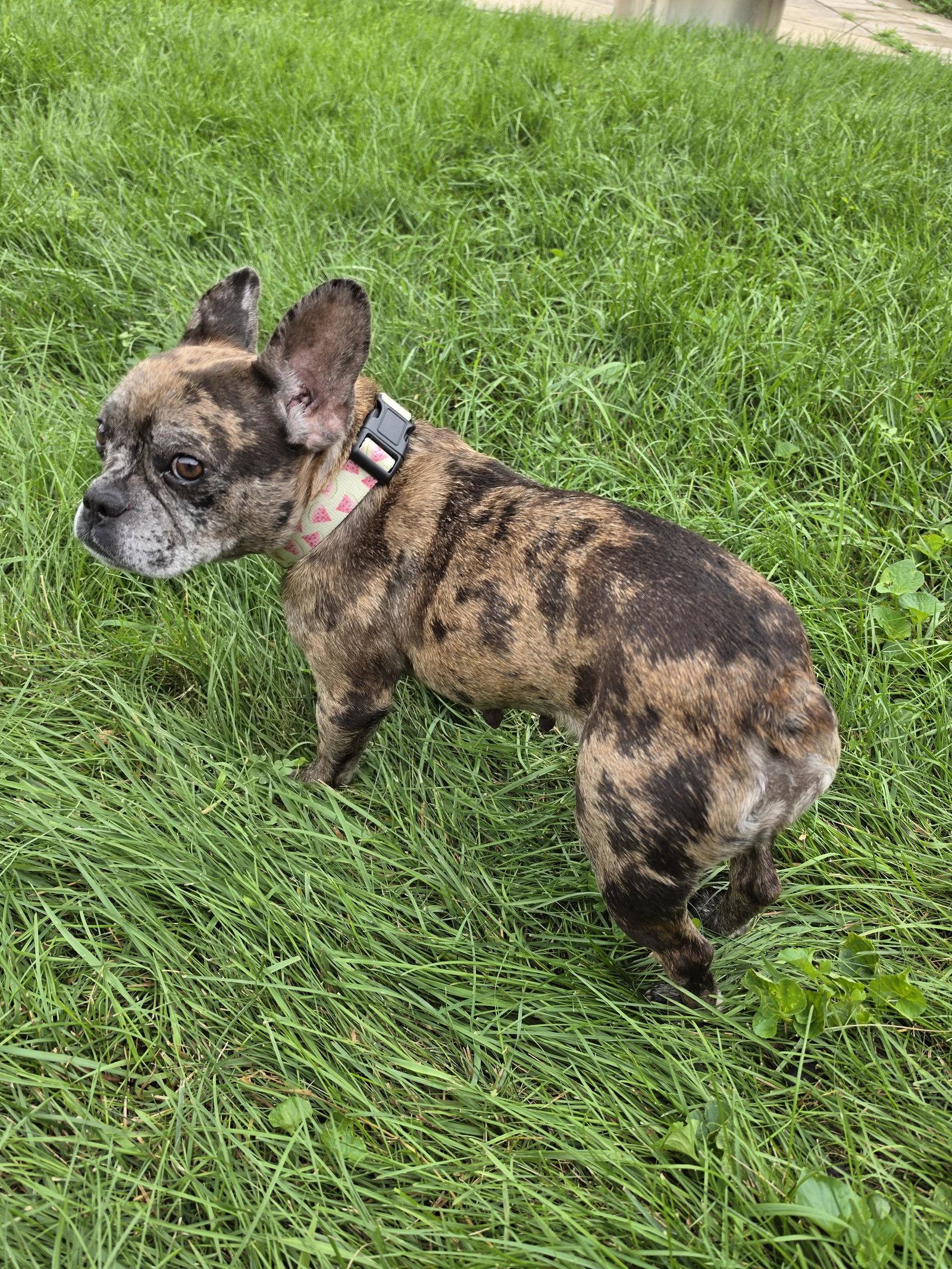 Michelle, Adoptable, Adult Female French Bulldog.