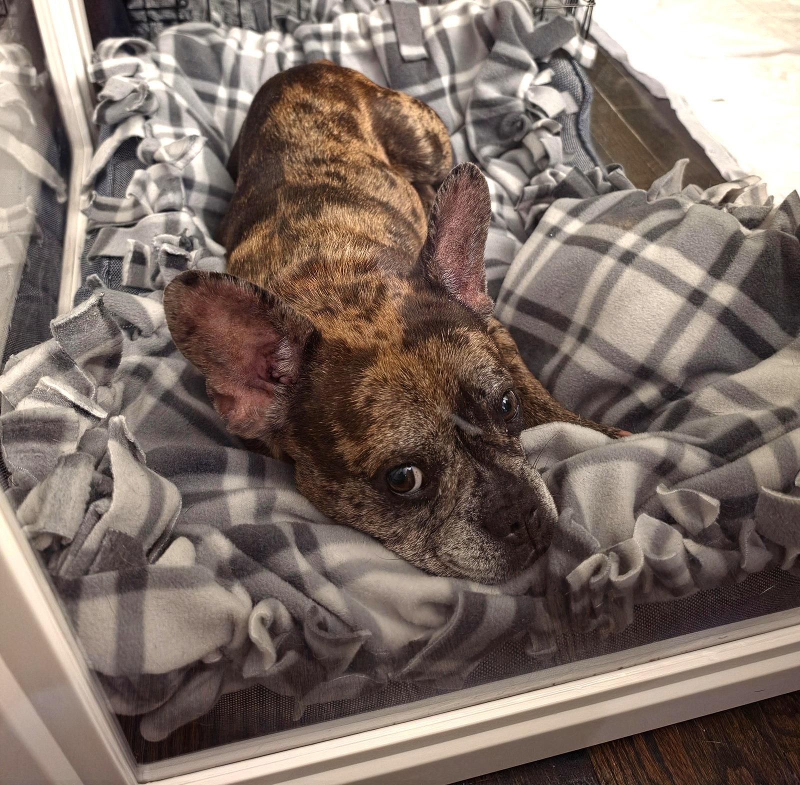 Enlarge Michelle, a Adoptable French Bulldog in Wheaton, IL image 2/3