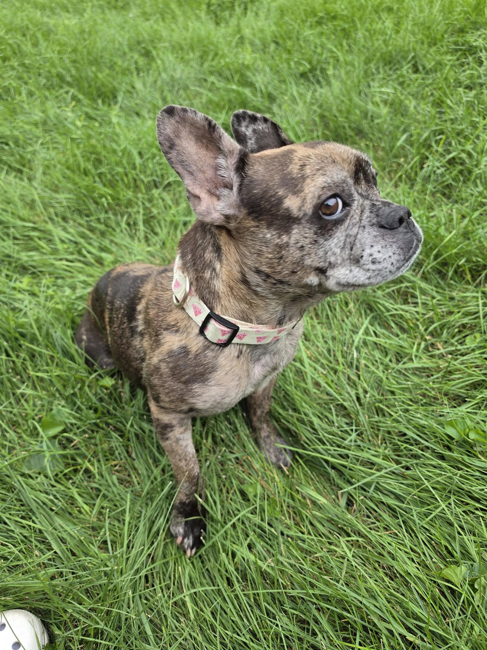 Enlarge Michelle, a Adoptable French Bulldog in Wheaton, IL image 3/3