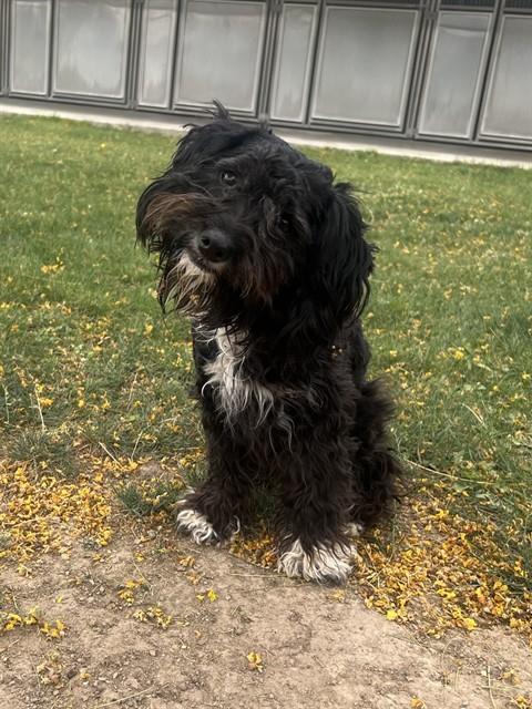 Enlarge CHANEL, a Adoptable mixed breed in Blythe, CA image 1/1