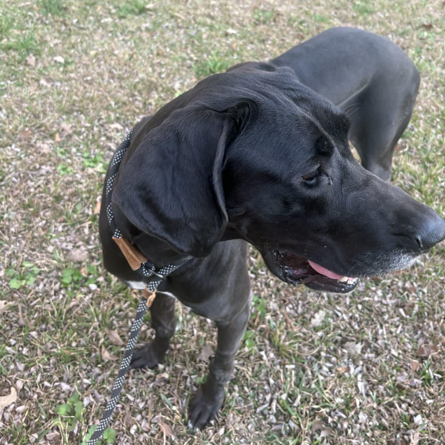 Enlarge Marinara , a ADOPTABLE Great Dane in Baton Rouge, LA image 2/2