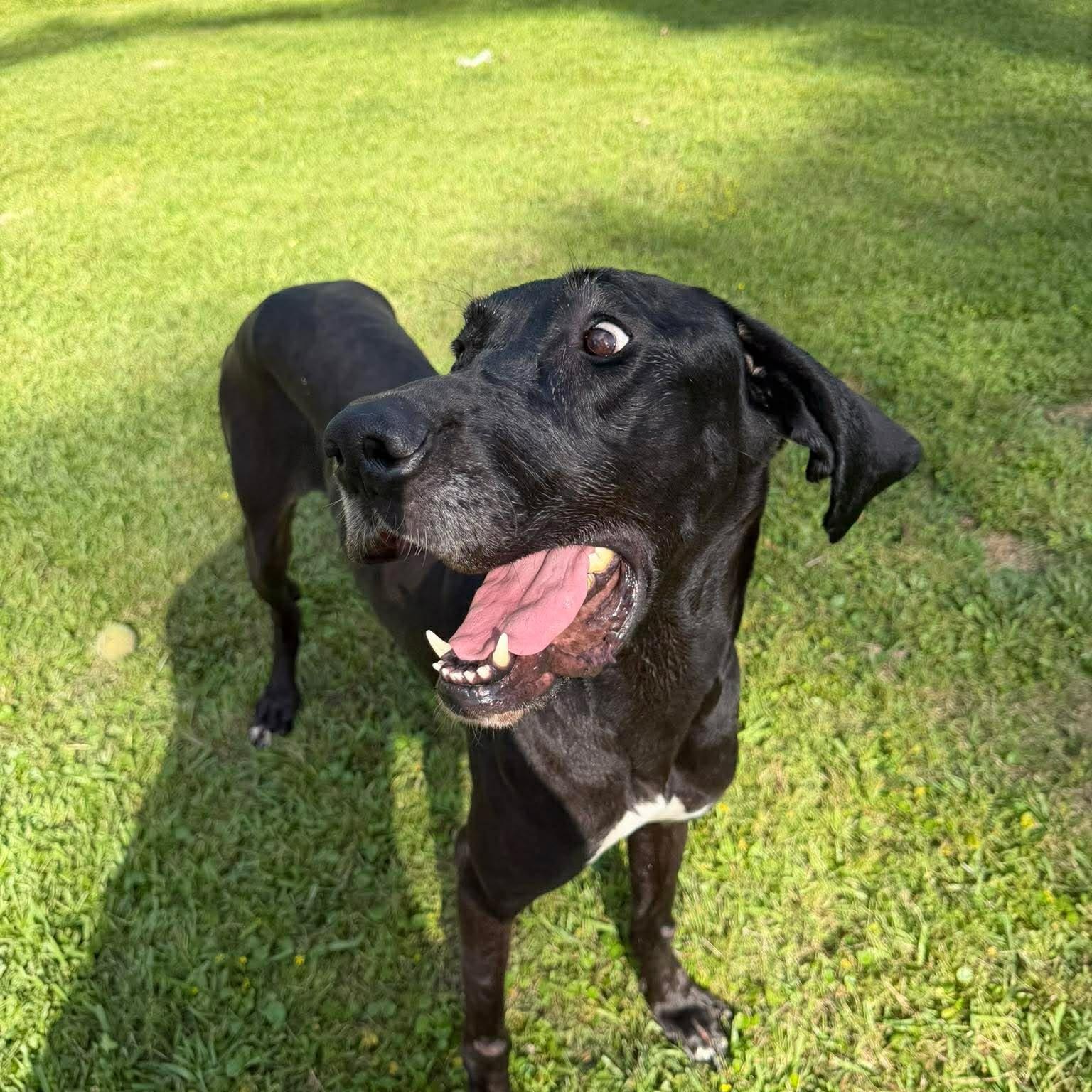 Enlarge Marinara , a ADOPTABLE Great Dane in Baton Rouge, LA image 2/4