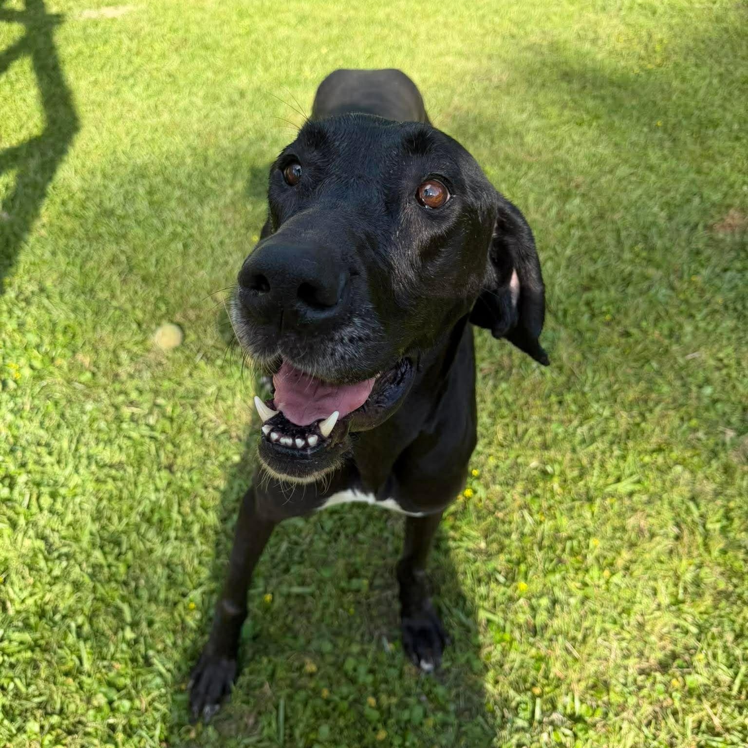 Enlarge Marinara , a ADOPTABLE Great Dane in Baton Rouge, LA image 3/4