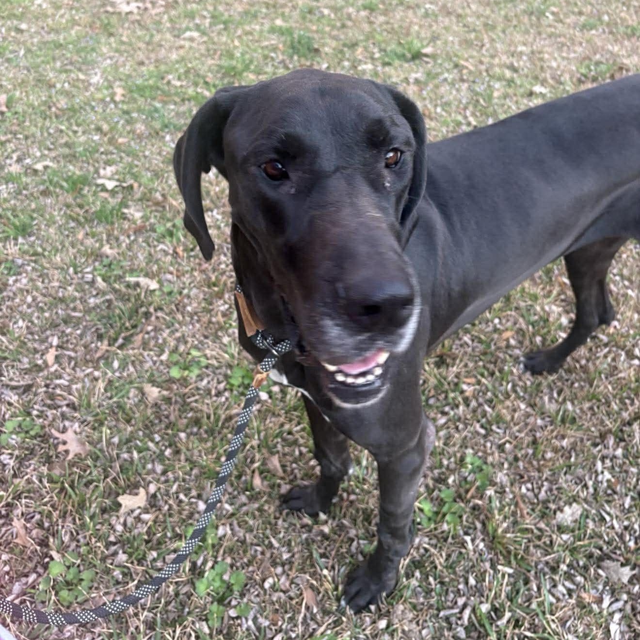 Marinara , ADOPTABLE, Adult Female Great Dane.