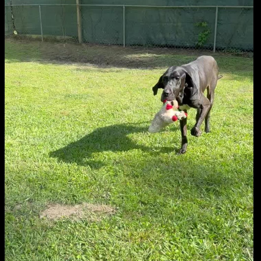 Enlarge Marinara , a ADOPTABLE Great Dane in Baton Rouge, LA image 4/4