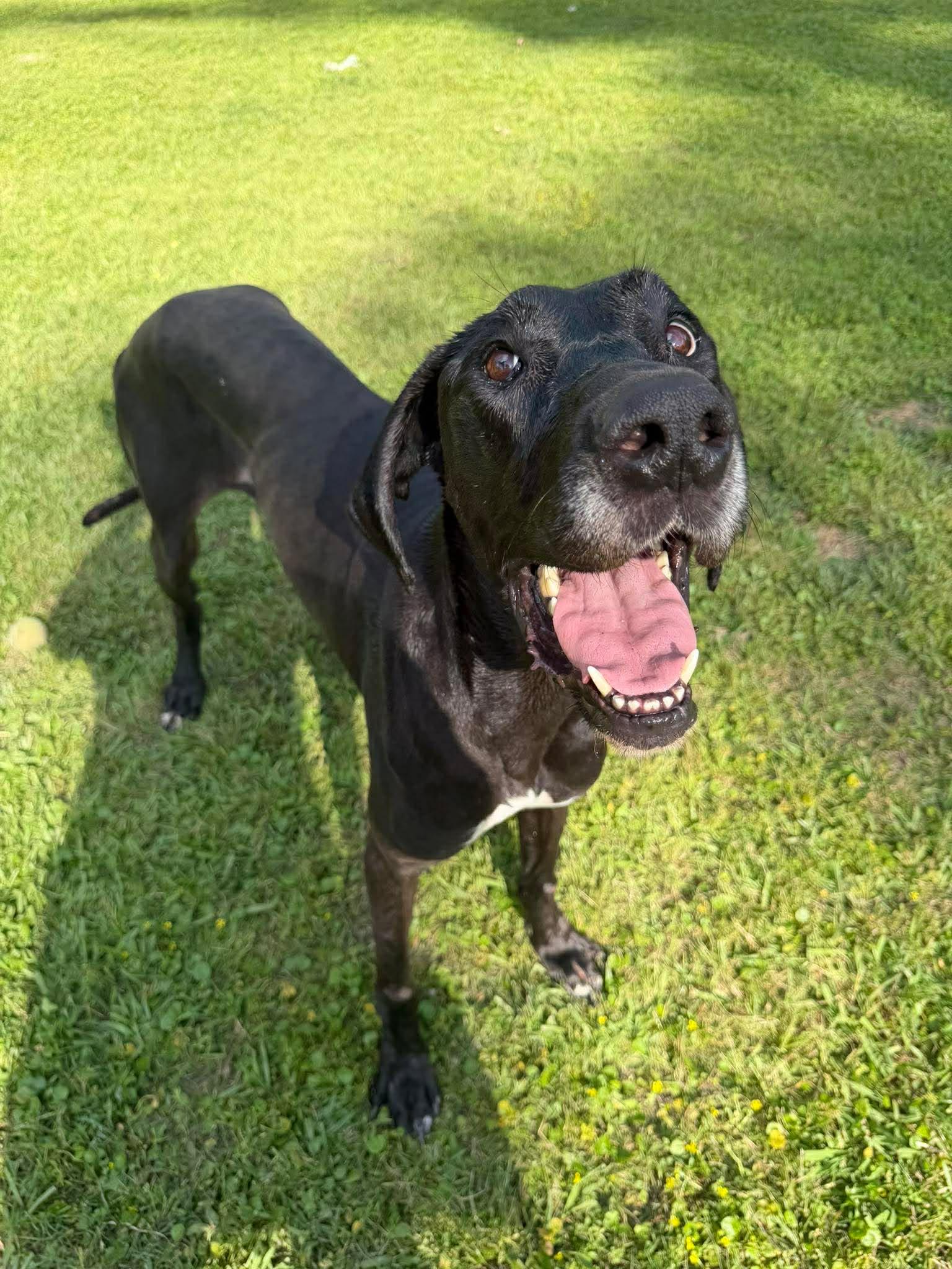 Enlarge Marinara , a ADOPTABLE Great Dane in Baton Rouge, LA image 1/4
