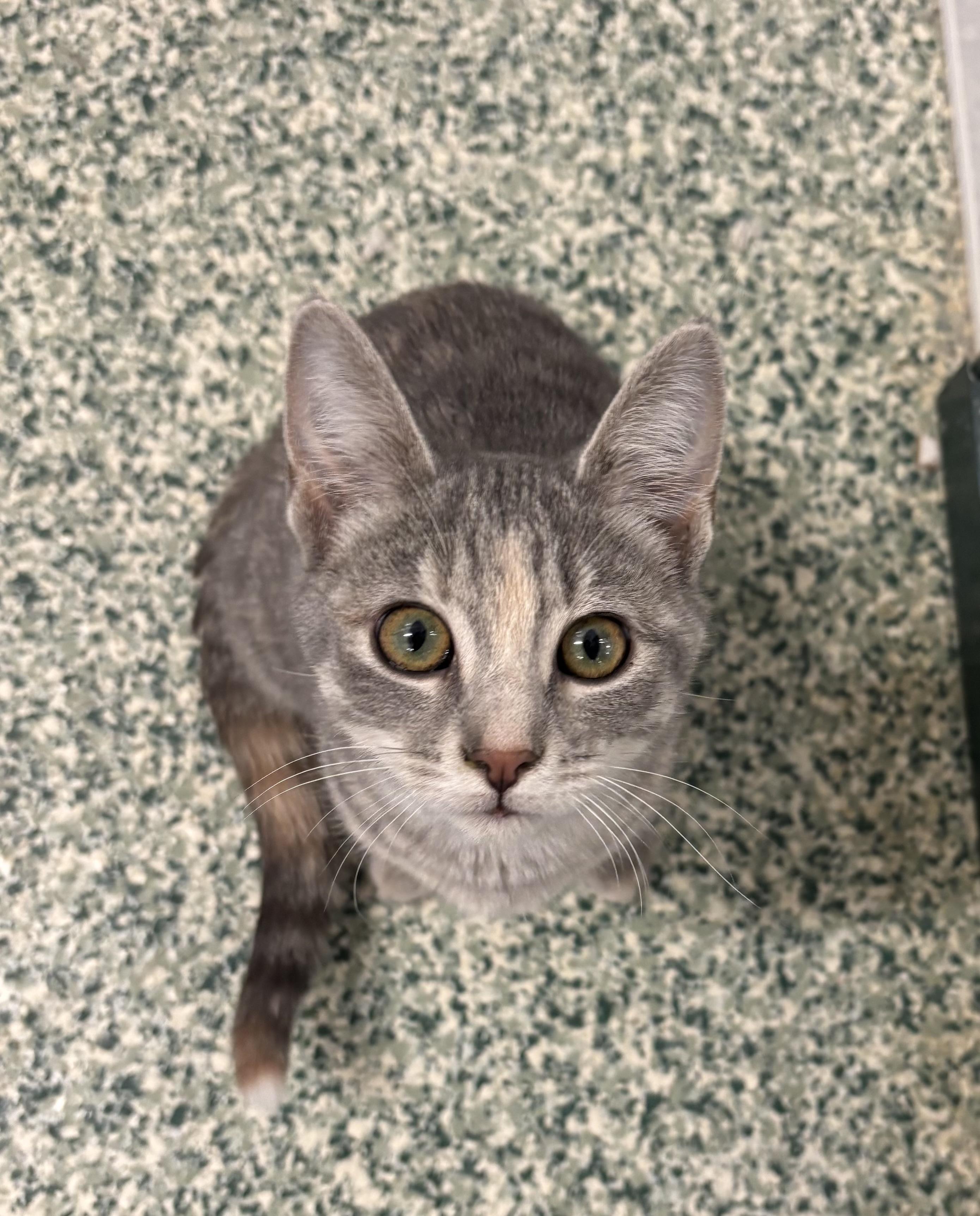 Yasmin, adopted, Young Female Domestic Short Hair.